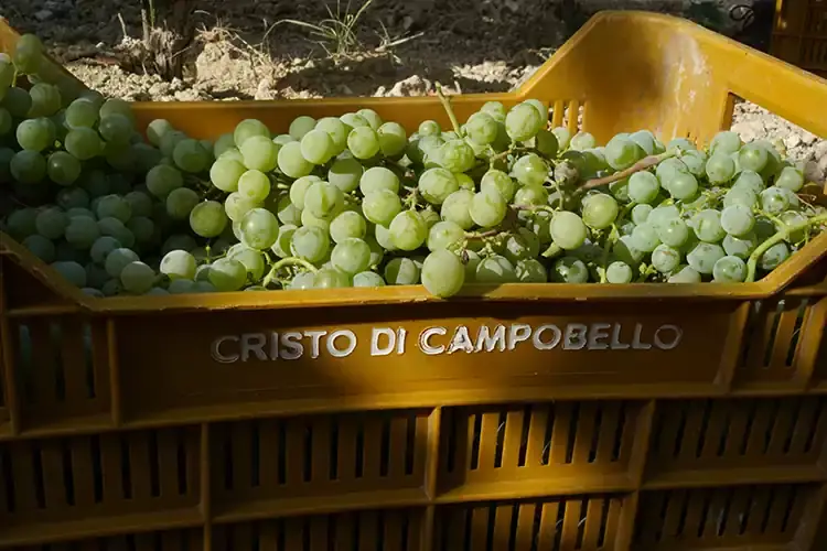 Uve Grillo appena raccolte Baglio del Cristo di Campobello punta sul Metodo Classico